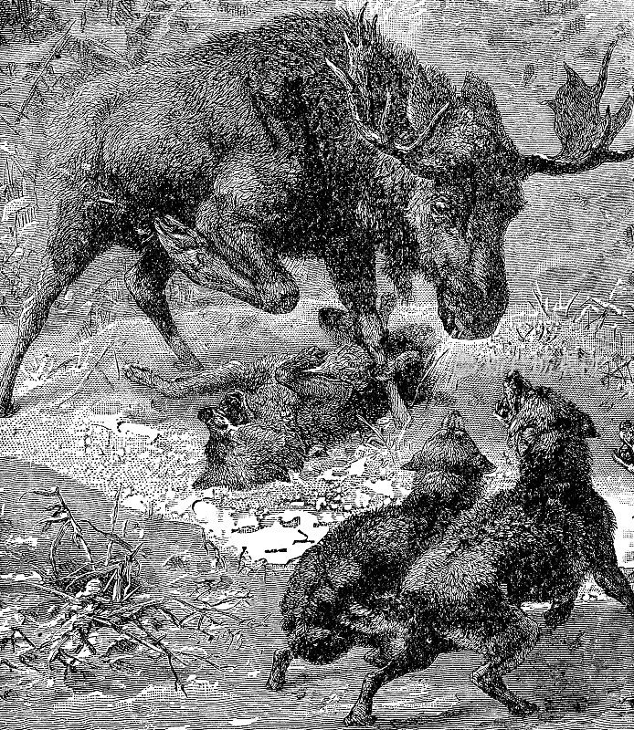 欧亚狼(Canis Lupus Lupus)攻击驯鹿(Rangifer Tarandus) - 19世纪